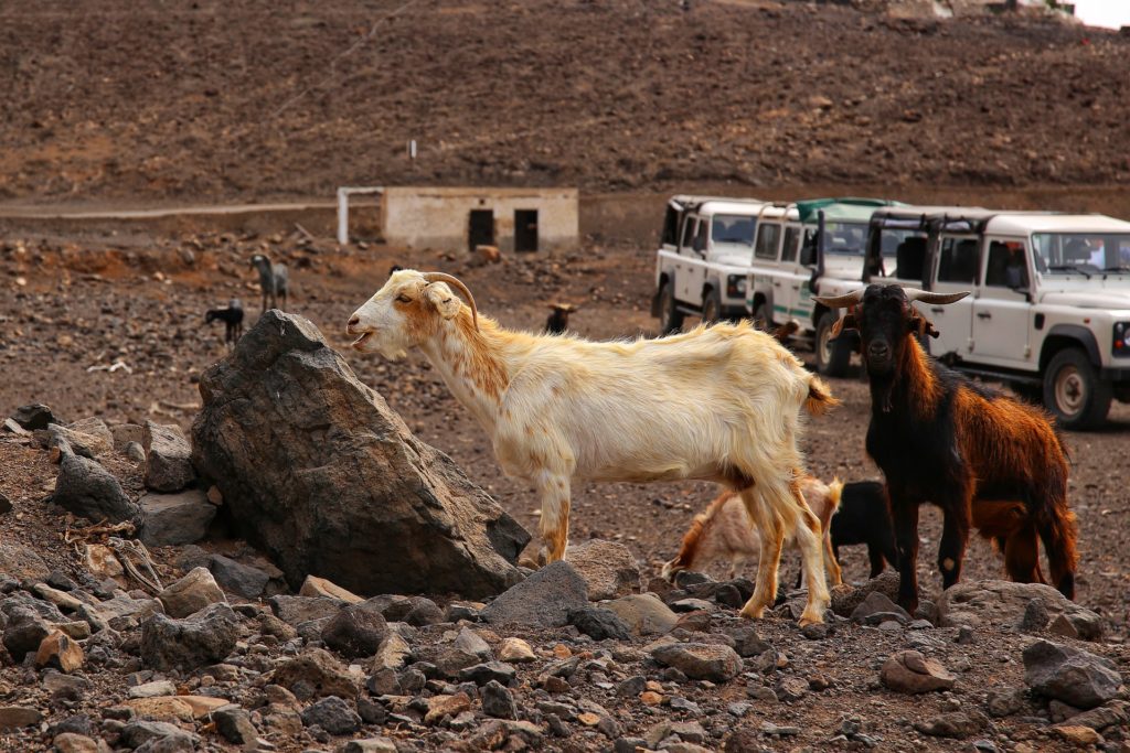 Kozy Fuerteventura